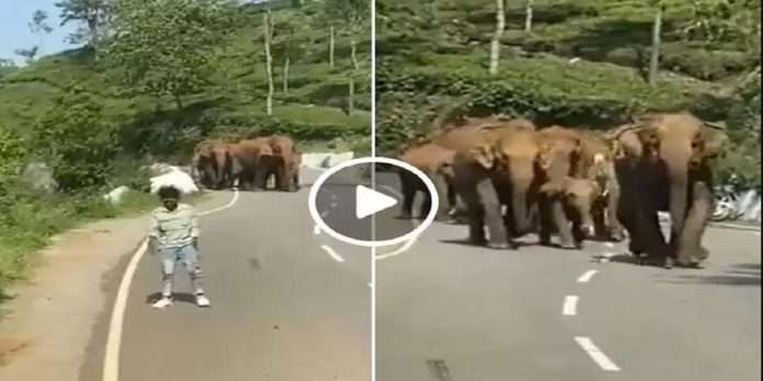 people take deadly selfie with elephant herd on road watch shocking video shared by ias