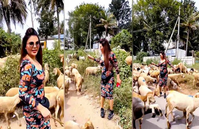 rakhi sawant flock sheep in mysore funny video viral gets troll