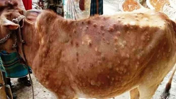 Vaccine against Lumpy skin disease will be available in Maharashtra by September 2023 said Radhakrishna Vikhe Patil