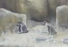 mumbai zoo welcomes 3 baby penguins watch viral video
