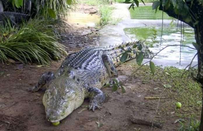 woman dies in crocodile attack in karivade dam sawantwadi sindhudurg