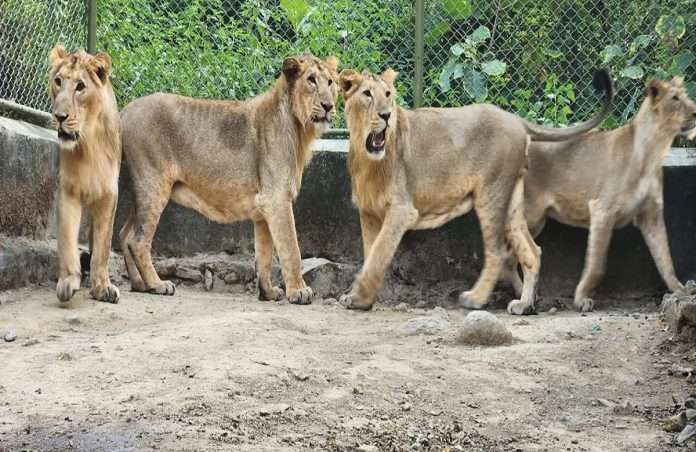 lions from gujarat will enter borivali sanjay gandhi national park in mumbai