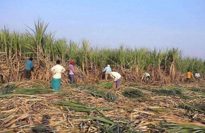 nhrc notice to state govt of maharashtra over the reported plight of women labourers engaged in sugarcane