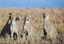 12 cheetahs including 7 male and 5 female cheetahs brought to india from south africa