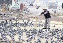 Feeding pigeons grains..? So wait, read this news first