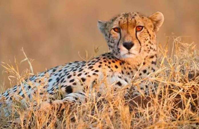 South Africa Madhya Pradesh cheetah Uday died