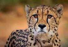 Daksha a female cheetah dead in Kuno National Park