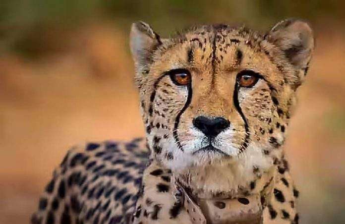 Daksha a female cheetah dead in Kuno National Park