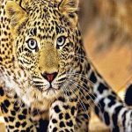 NTCA Leopard statistics released across the country Maharashtra s performance is remarkable