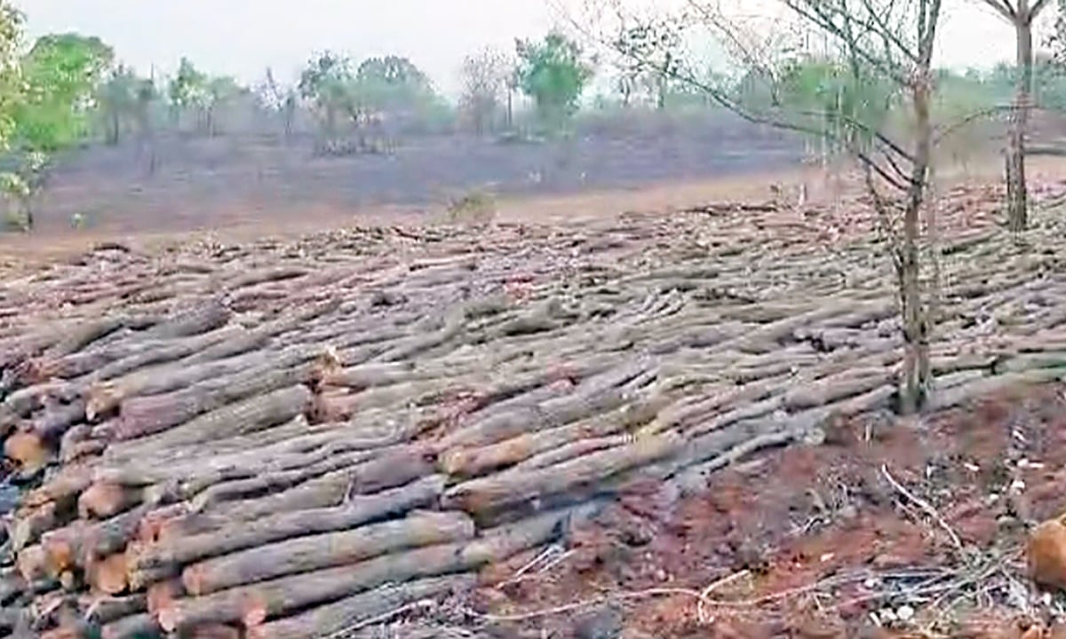 Raigad karjat tree cutting : अधिकारी निवडणूक कामात, वृक्षतोड जोरात